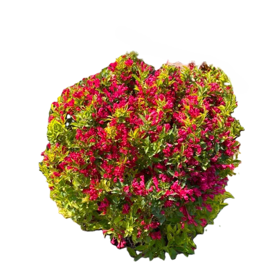 诚智旺 锦带球 冠幅80cm /棵