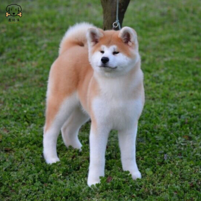 麦比佳 秋田犬幼犬 狗狗活体纯种双血统级 大型犬秋田宠物狗 大骨架赛级高品质日系秋田看家护院忠犬八公狗视频挑选