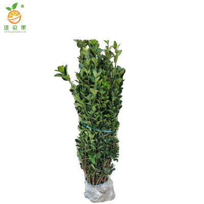 廷豪果 北海道黄杨苗 高1.6-1.7m10棵/捆