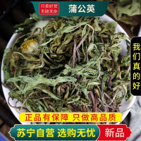 甄选蒲公英100克蒲公英整颗干草精选新货蒲公英茶婆婆丁煮水泡茶
