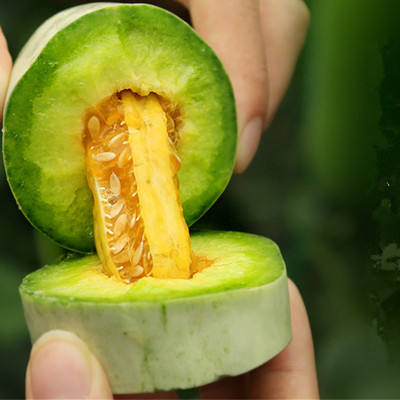 [鲜贝达]山东潍坊羊角蜜 甜瓜 博洋61甜瓜5斤装