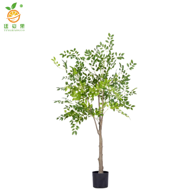 廷豪果 高杆金叶榆 粗3公分 /棵