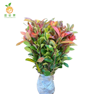 廷豪果 石楠球 1.2冠幅高120cm /根