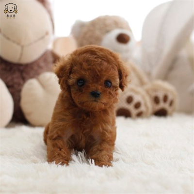 麦比佳 泰迪犬活体狗狗幼犬纯种血统级长不大卷毛泰迪熊犬玩具型标准型微小体茶杯犬泰迪贵宾富贵狗视频挑选
