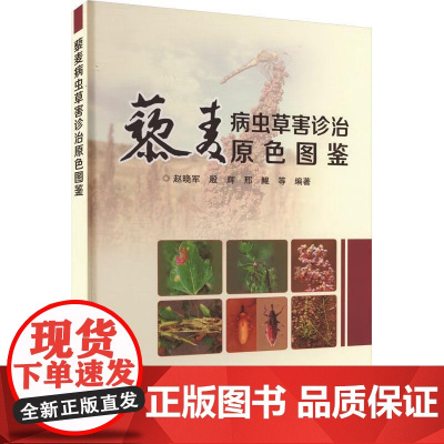 藜麦病虫草害诊治原色图鉴 赵晓军 殷辉 邢鲲 编 9787511665737 中国农业科学技术出版社
