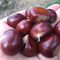 板栗生新鲜迁西生板栗生板栗仁毛栗子 五斤大(每斤50粒左右)