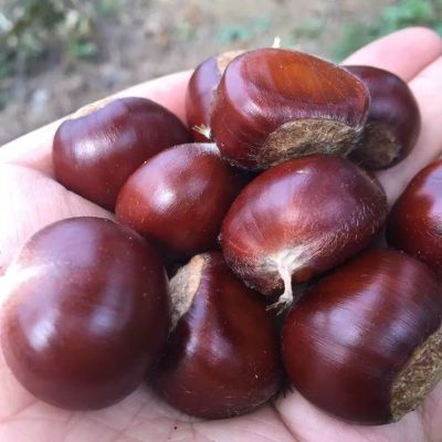 板栗生新鲜迁西生板栗生板栗仁毛栗子 五斤大(每斤50粒左右)