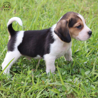 麦比佳宠物比格犬幼犬宠物狗比格犬狗狗活体纯种双血统短毛猎兔犬比格鲁中小型高智商家庭犬比格打猎狗视频挑选包健康