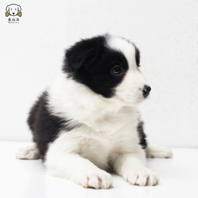 麦比佳 纯种边境牧羊犬幼犬边牧狗狗活体幼犬 双血统赛级高品质黑白三通牧羊犬 高智商边境宠物狗三通七白大围脖 可视频挑选