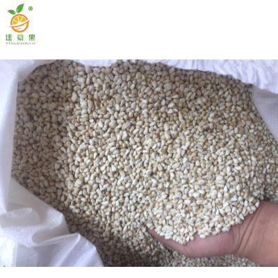 廷豪果 矮一串红花籽 一串红花种子 500粒/包