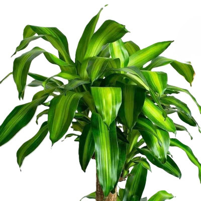 诚智旺 金心巴西铁树 1.6-1.7m /棵