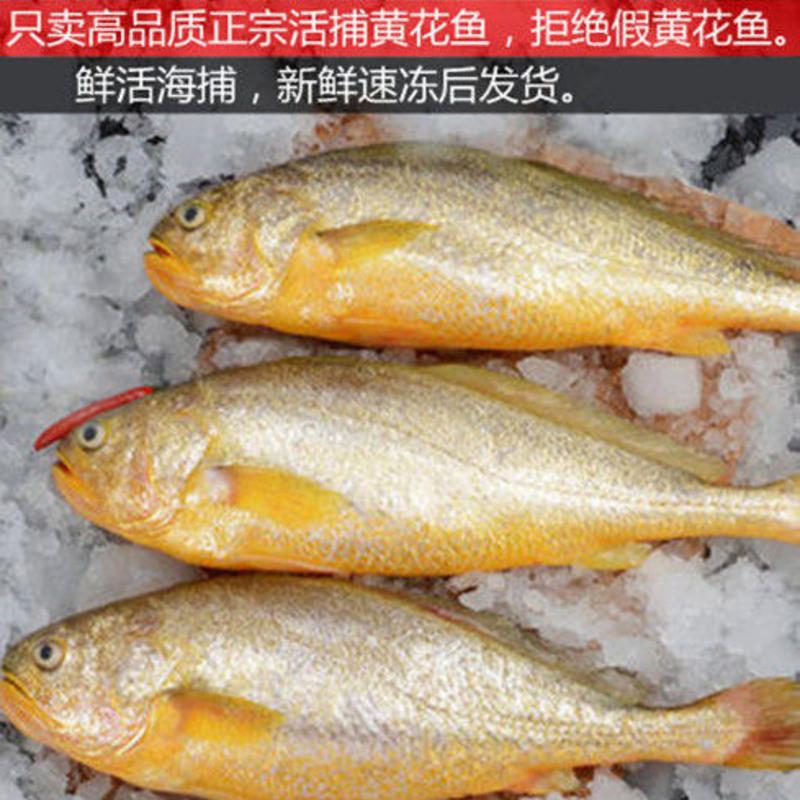 赛卡伊 东海正宗国产深海精选大黄花鱼新鲜深水海捕特大号黄花鱼 正宗
