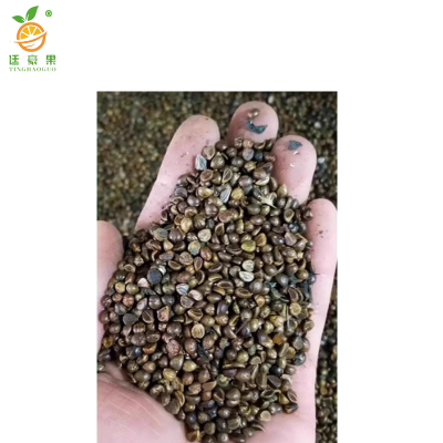 廷豪果 三叶爬山虎种子 净籽 /千克