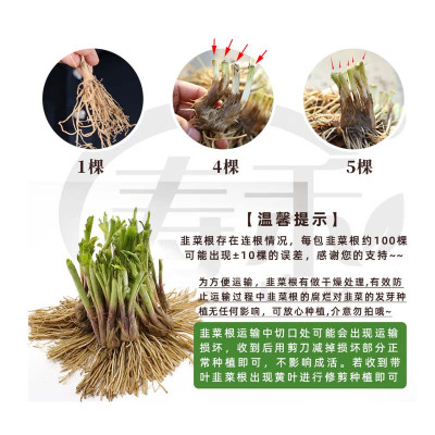 韭菜根