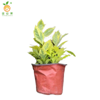 廷豪果 黄素梅盆栽 20cm高 /棵