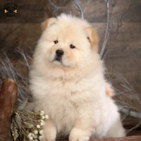 麦比佳宠物狗狗活体 松狮犬幼犬活体纯种双血统肉嘴面包蓝舌头松狮狗 大骨架宠物狗长毛短毛狮子狗熊狮犬 视频挑选