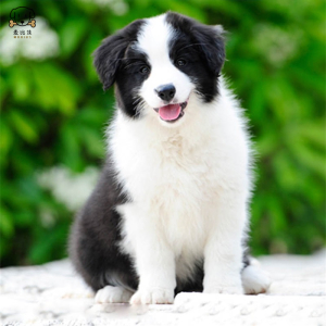 麦比佳 边境牧羊犬幼犬 边牧狗活体 纯种血统级中大型边牧犬大骨架三通七白通脖通背牧羊犬高智商宠物狗公母可视频挑选