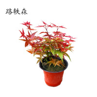 路轶森 红枫树苗 5公分 棵