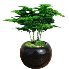 小盆栽植物办公室图片 小盆栽植物办公室图片大全 苏宁易购