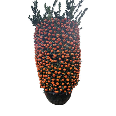 海铁科技朱砂桔80#/棵