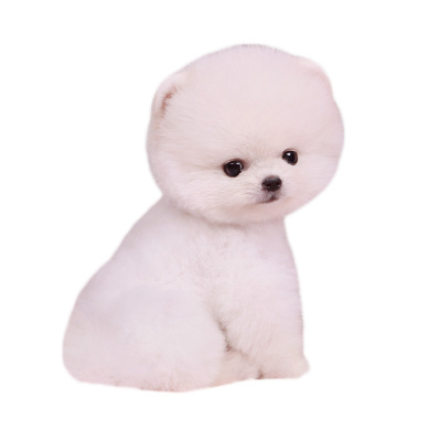 白毛狗狗价格 白毛狗狗最新报价 白毛狗狗多少钱 苏宁易购