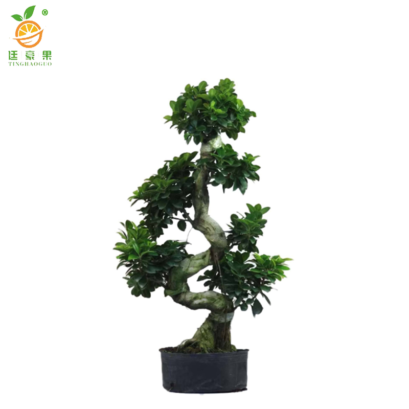 廷豪果 六层榕盆栽 1.5米高 /棵