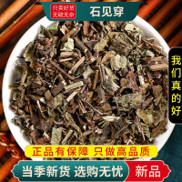 甄选石见穿100克干货紫参石打穿紫丹花活血草正品无硫9260