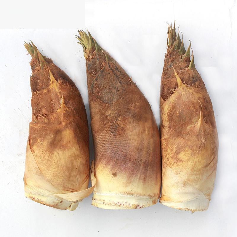 新鲜冬笋 春笋 高山泥笋 农家特产 鲜春笋五斤(单个半斤以上)