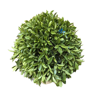 海铁科技非洲茉莉0.8M/棵