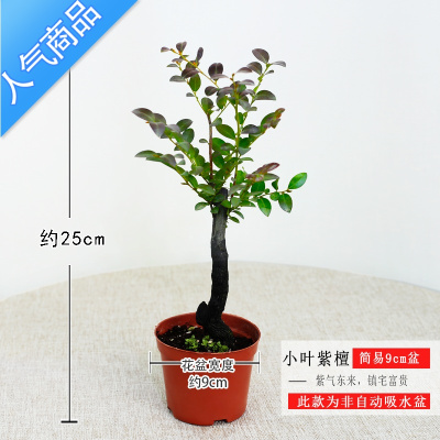 紫檀树盆景价格 紫檀树盆景最新报价 紫檀树盆景多少钱 苏宁易购