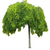 诚智旺 移栽国槐 直径15公分/棵