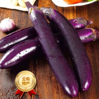 [西沛生鲜]新鲜紫茄子长茄子 净重4.5斤装 农家自种长线大茄子黑嫩现摘蔬菜