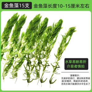 金鱼藻蜈蚣草水草植物绿菊鱼缸造景水培真草养鱼草缸绿植净水新手