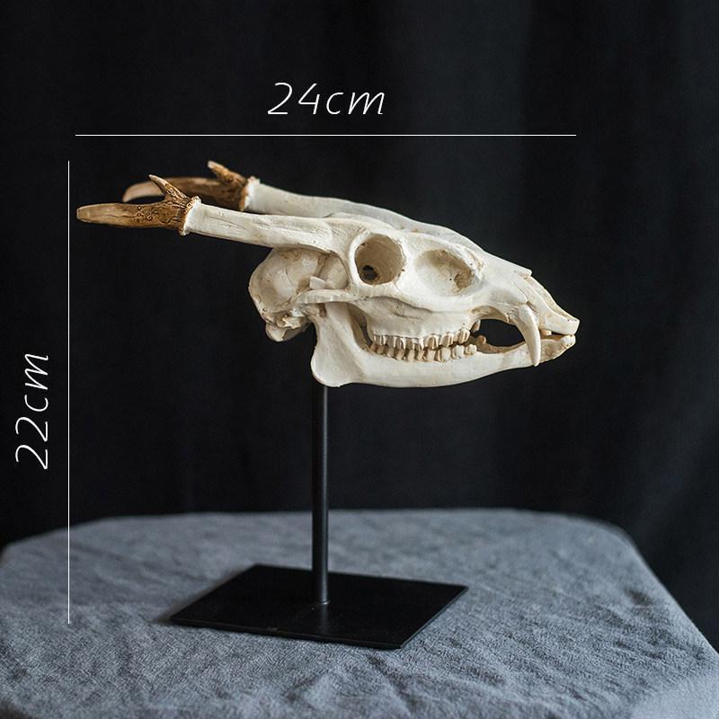 家柏饰(corated)幼角龙头骨树脂摆件史前化石书房桌面装饰设计师风格