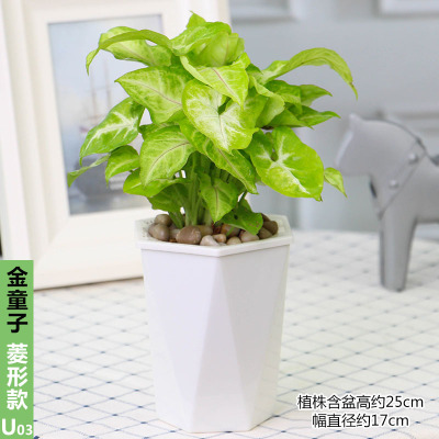 乐逸仕(LEYISHI)绿萝水培植物办公室盆栽小盆景绿植-金童子U3菱形盆