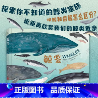 鲸鉴(精) [正版]书店鲸鉴(精) 手绘超精美 打开审美与科学交融的认知视野 讲解超形象孩子好理解家长导读更轻松