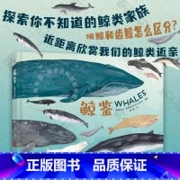 鲸鉴(精) [正版]书店鲸鉴(精) 手绘超精美 打开审美与科学交融的认知视野 讲解超形象孩子好理解家长导读更轻松