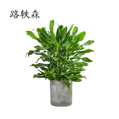 路轶森 精品螺纹铁 60cm 棵