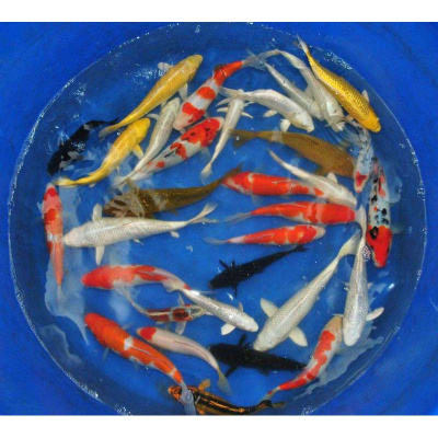 享弗金鱼金锦鲤活鱼组合观赏鱼冷水红白三色金松银松白金黑锦鲤水族世界