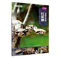 正版新书]动物目击者:红尾蚺(儿童版)[美] 丽贝卡·E.赫希 张
