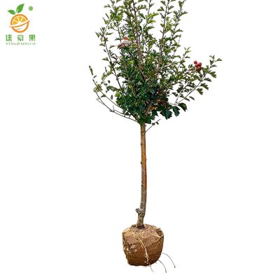 廷豪果 薰衣草花籽 薰衣草种子 净籽 /千克