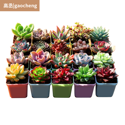 多肉花卉盆载多肉植植物组合盆栽精品多肉红宝石桃蛋植物盆栽室内高丞(GAOCHENG)