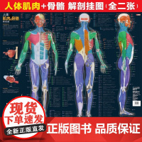 人体肌肉与骨骼解剖挂图 人邮体育解剖图谱编写组 编 基础医学文教 正版图书籍