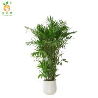 廷豪果 凤凰竹盆栽 1.6米高 /盆