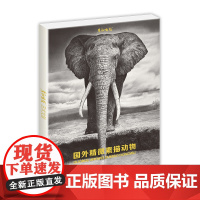 国外精微素描动物绘画临摹卡片明信片大尺寸高清图画册集手绘插画复古出类艺术趣味线描创意黑白超写实狮子