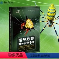 常见蜘蛛野外识别手册(第2版) [正版] 常见蜘蛛野外识别手册(第2版)好奇心书系·野外识别手册系列 常见的蜘蛛57