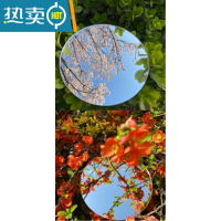 敬平摄影摄像圆形塑料镜子亚克力小镜片有机玻璃镜便携带安全镜不割手便携式用镜 直径25厘米3毫米厚 高清镜面