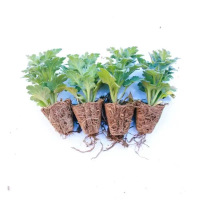 诚智旺 菊花 杯苗/盆