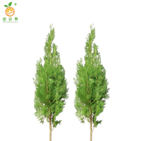 廷豪果 侧柏 高1.8m /棵