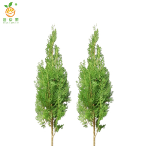 廷豪果 侧柏 高1.8m /棵